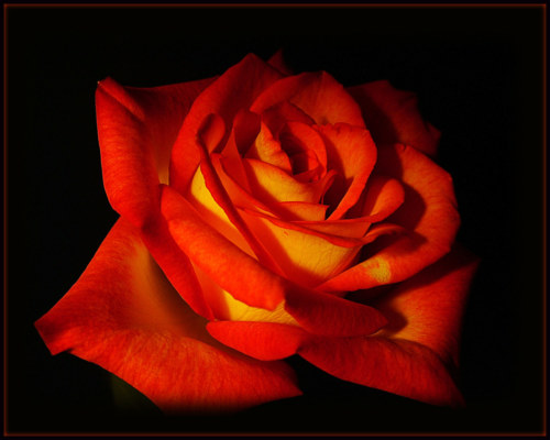 021405 Dark Rose
