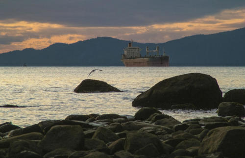 040319 seagull freighter sunset Burrard Narrows 053