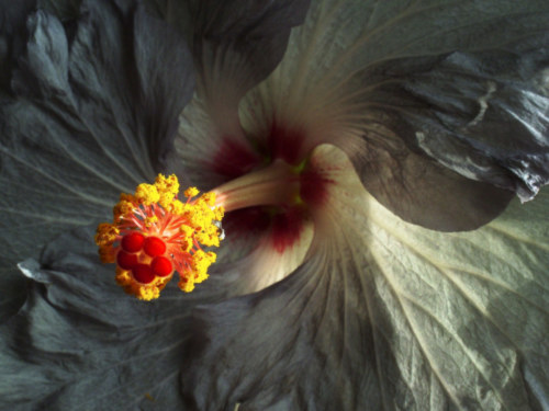 060528Hibiscus 5372a