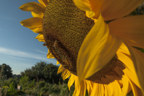 120908 Sunflowerw Bees 052