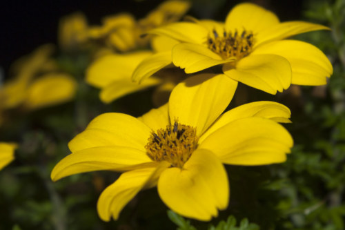 120926 Yellow Flower macro 272a