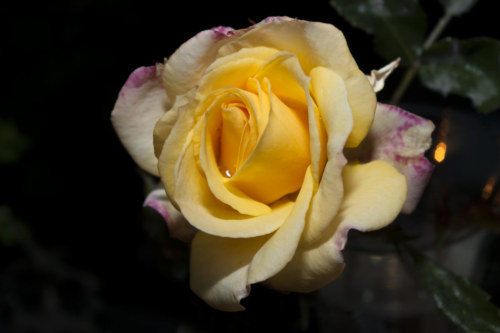 130525 Yellow Rose 057