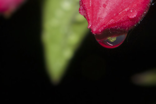 130603 Macro Water 360