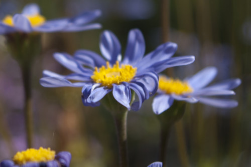 130630 Deck Flowers 080