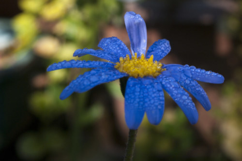131023 Dewey Blue Flowers 0
