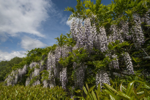 140518 Hanging Wisteria 034