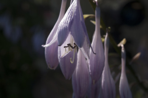 140707 Lilly Violet Flowers 033