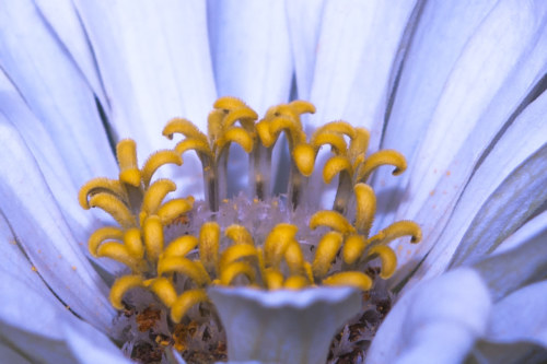 140825 Yellow Blue Flower Macro 161