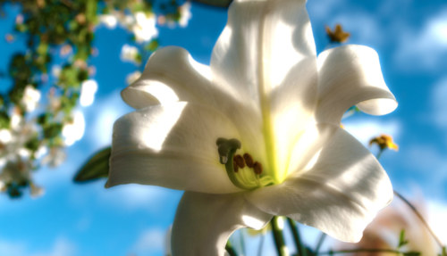 150619 White Lillies Radiant hdr 0011