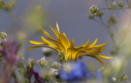 150624 Yellow flower blue & pink 033