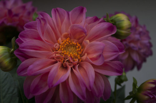 150710 Dahlia Orange Pink 110