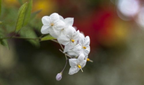 150905 white jasmine yellow stamens